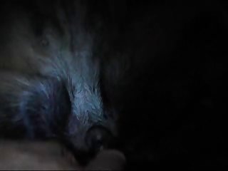 Human Animal Sex Scene
