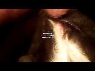 Dog Porn Trans