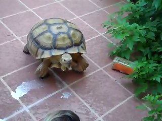 Zoophilie Free Video