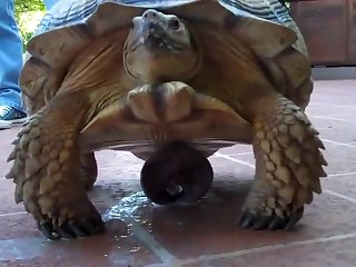 Zoophilie Free Video
