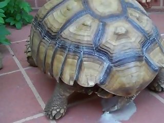 Zoophilie Free Video
