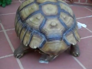 Zoophilie Free Video