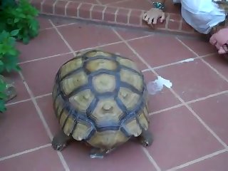 Zoophilie Free Video