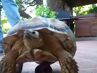 Zoophilie Free Video