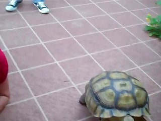 Zoophilie Free Video