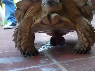 Zoophilie Free Video