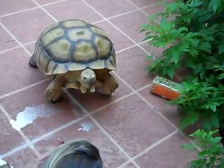 Zoophilie Free Video