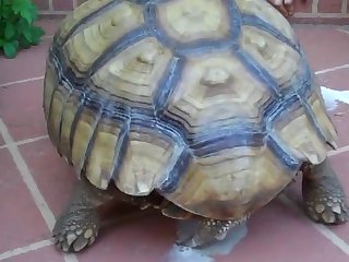 Zoophilie Free Video