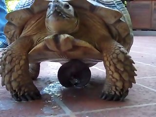 Zoophilie Free Video