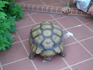 Zoophilie Free Video