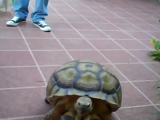Zoophilie Free Video