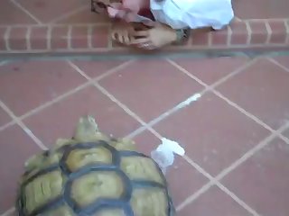 Zoophilie Free Video
