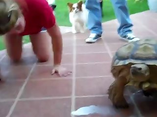 Zoophilie Free Video