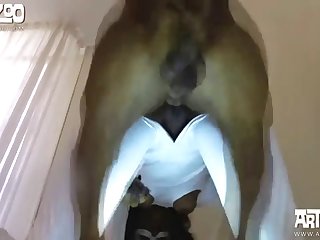 Man Cums On Dog Porn