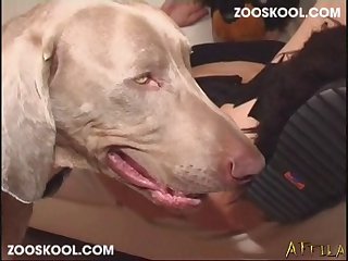 Zooporno